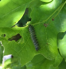Periclista pubescens
