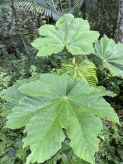 Cecropia schreberiana