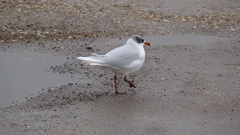 Ichthyaetus melanocephalus