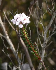 Adenandra obtusata