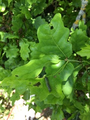Periclista pubescens