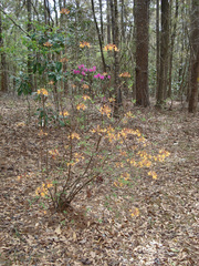 Rhododendron austrinum