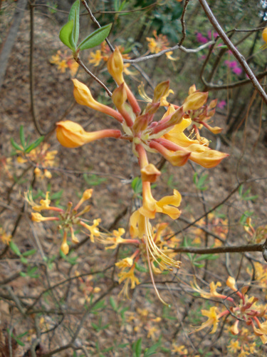 Rhododendron austrinum