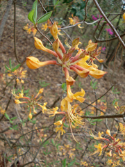 Rhododendron austrinum