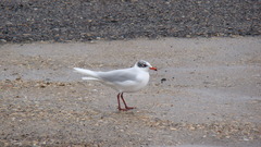 Ichthyaetus melanocephalus