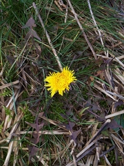 Taraxacum