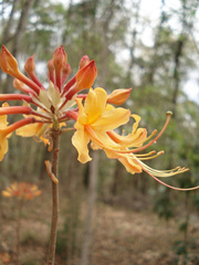 Rhododendron austrinum
