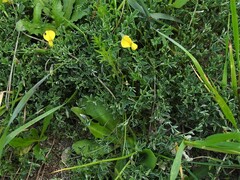 Crotalaria excisa