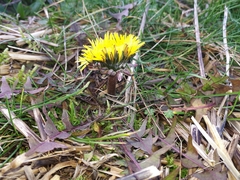 Taraxacum