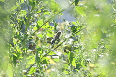 Phylloscopus collybita