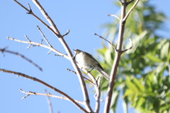 Phylloscopus collybita