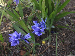 Babiana angustifolia
