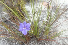 Aristea oligocephala