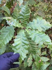 Quercus acutifolia
