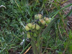 Wachendorfia multiflora