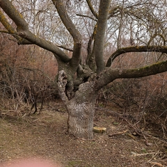 Fraxinus angustifolia