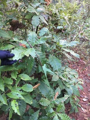 Quercus acutifolia