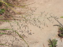 Eragrostis ferruginea