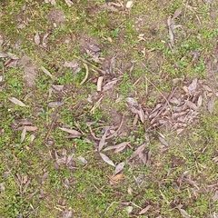 Fraxinus angustifolia