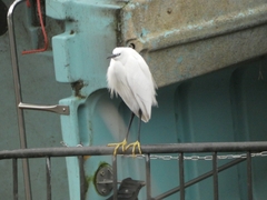 Egretta garzetta