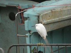 Egretta garzetta