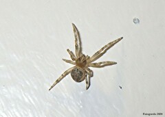 Larinioides sclopetarius