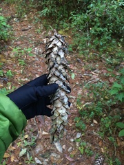 Pinus ayacahuite