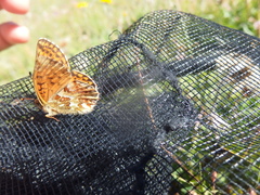 Boloria napaea