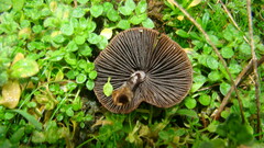 Agaricales