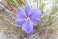 Aristea oligocephala