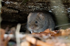 Clethrionomys glareolus