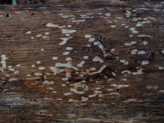 Rosellinia subiculata