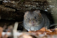 Clethrionomys glareolus