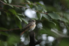 Phoenicurus phoenicurus