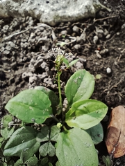Plantago asiatica