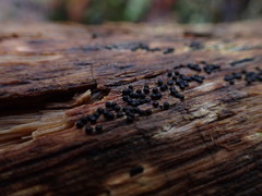 Rosellinia subiculata