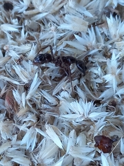 Leptogenys processionalis