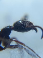 Leptogenys processionalis