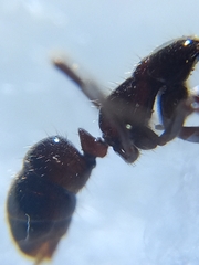 Leptogenys processionalis