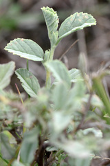 Hermannia holosericea