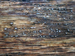 Propolis farinosa