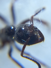 Leptogenys processionalis