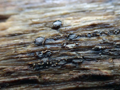 Propolis farinosa