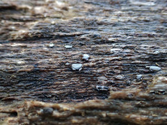 Propolis farinosa