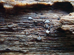 Propolis farinosa