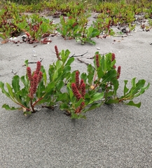 Rumex maricola