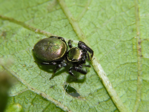 Messua limbata