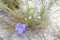 Aristea oligocephala