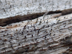 Mycocalicium subtile