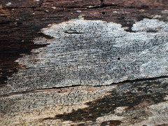 Mycocalicium subtile